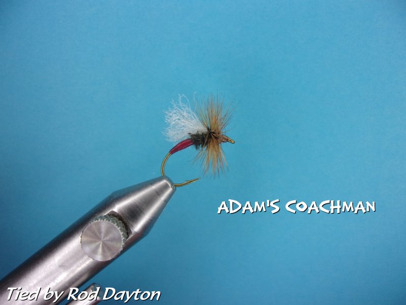 Adam's Coachman.jpg