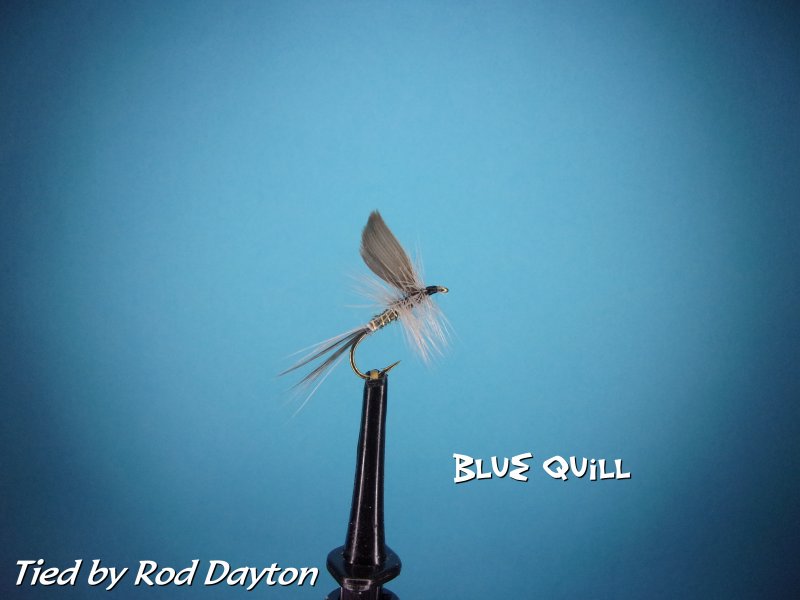 Blue Quill.jpg