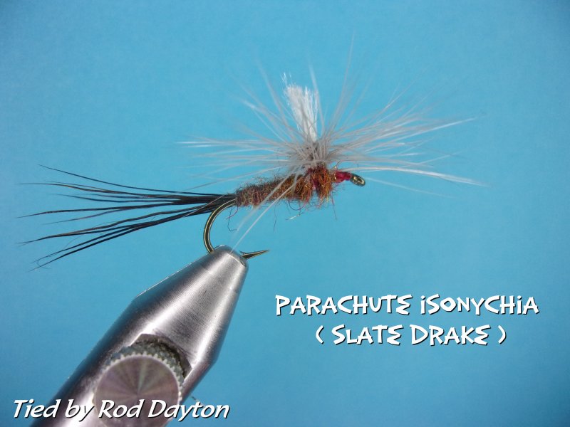 PARACHUTE ISONYCHIA.jpg