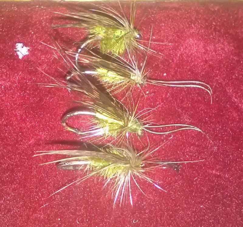 sedge